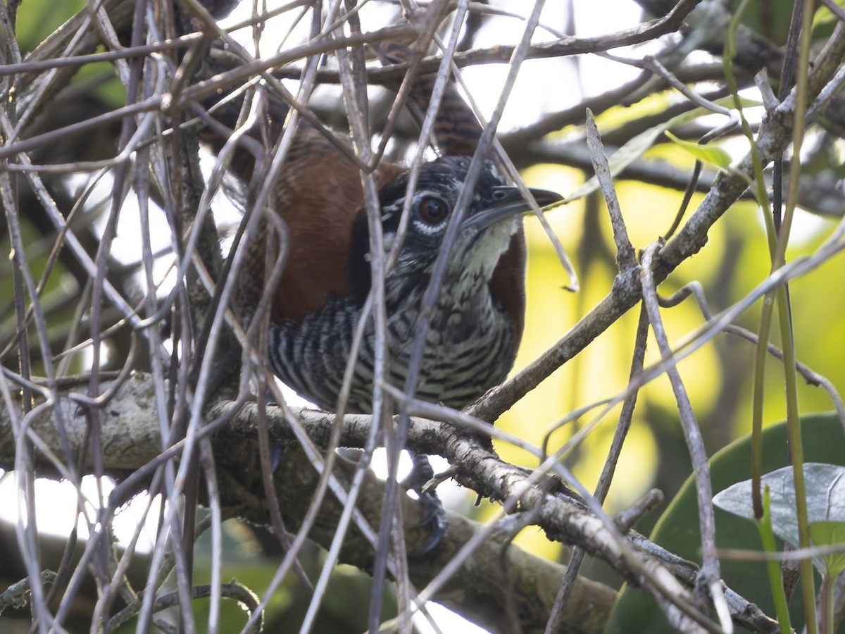 Bay Wren - ML646713577