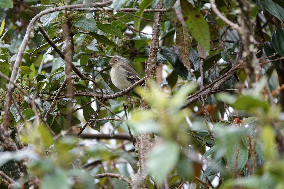 Mountain Elaenia - ML646713578