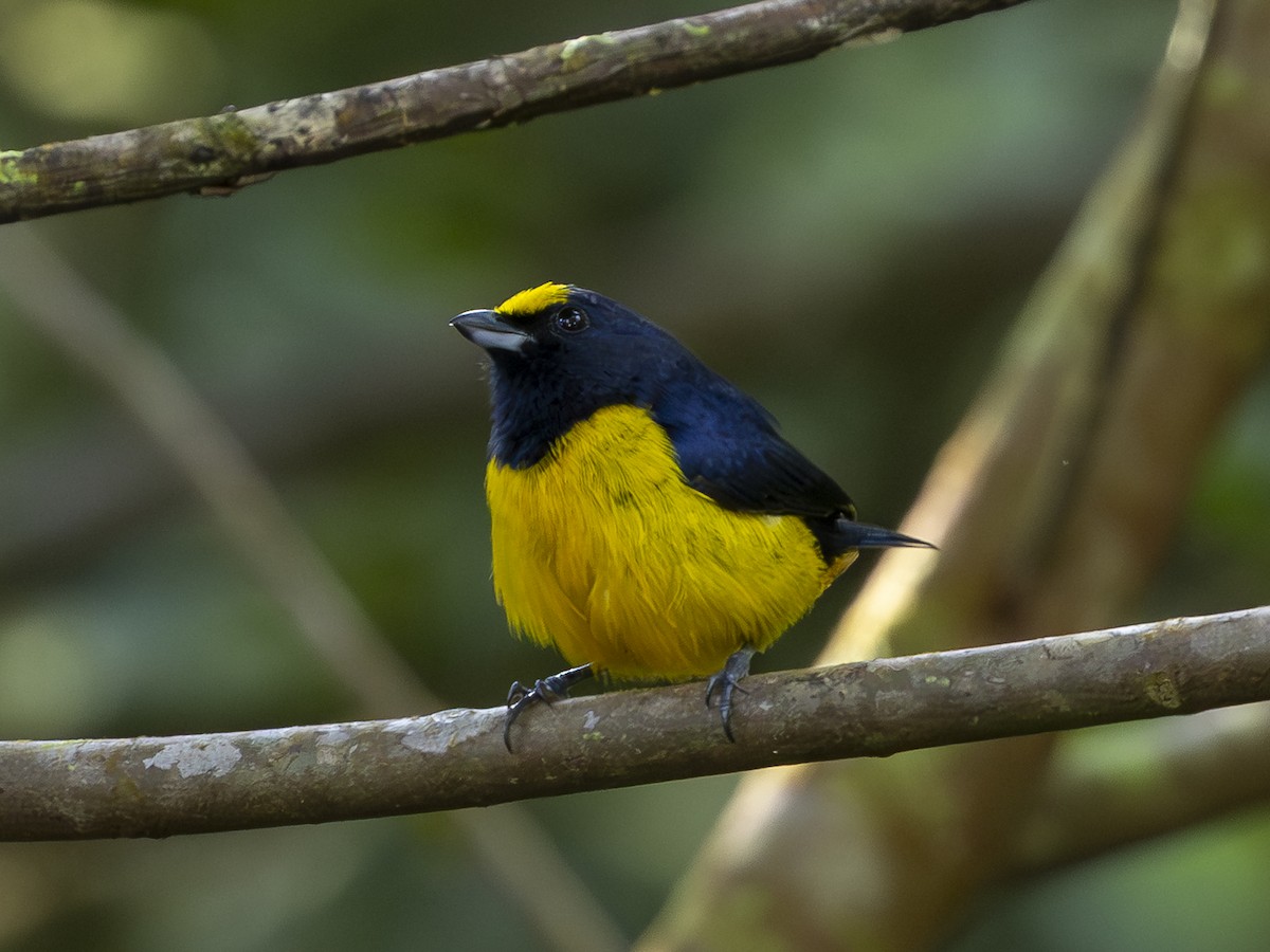 Fulvous-vented Euphonia - ML646713580