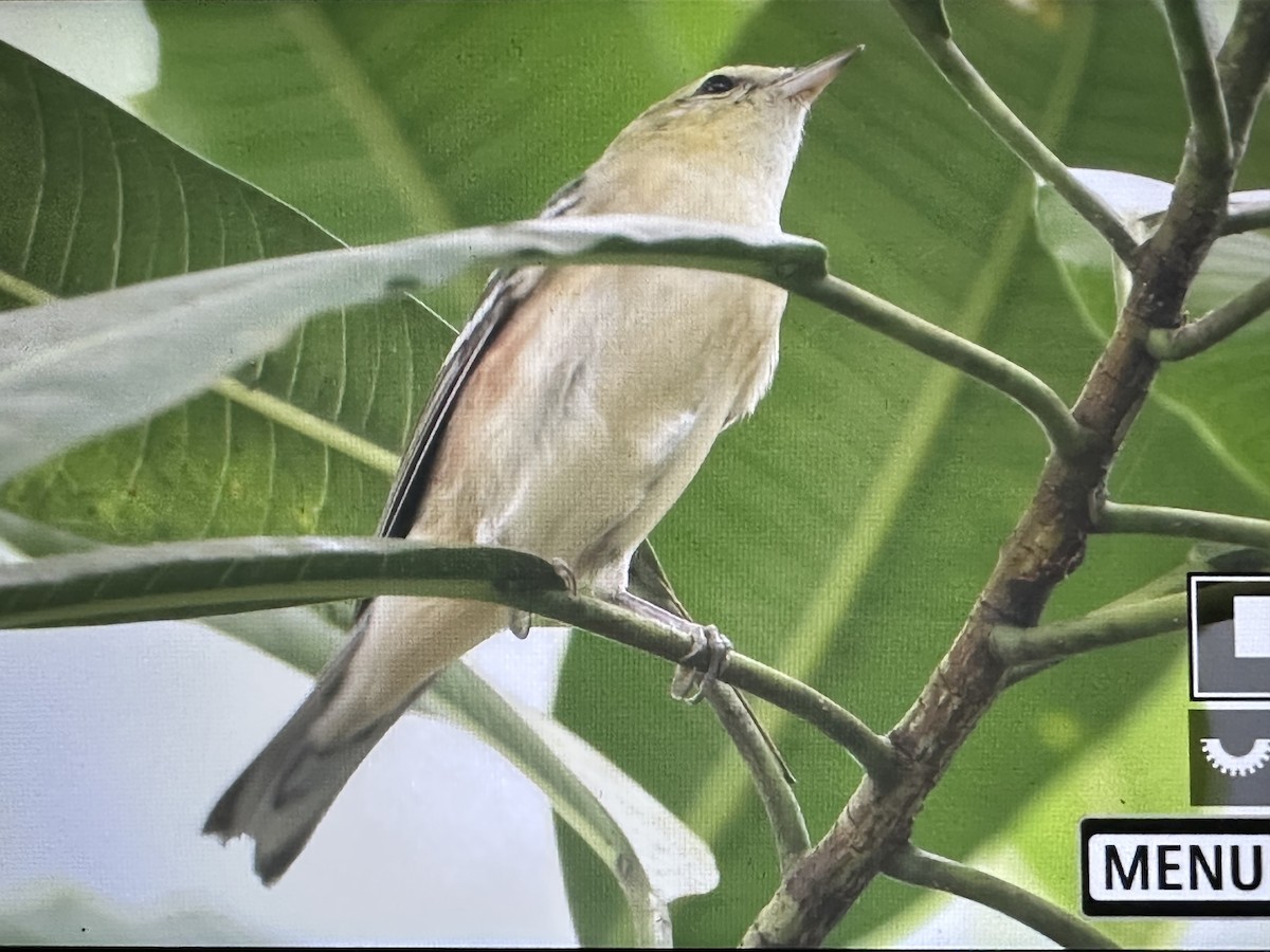 Пісняр-лісовик каштановий - ML646713581