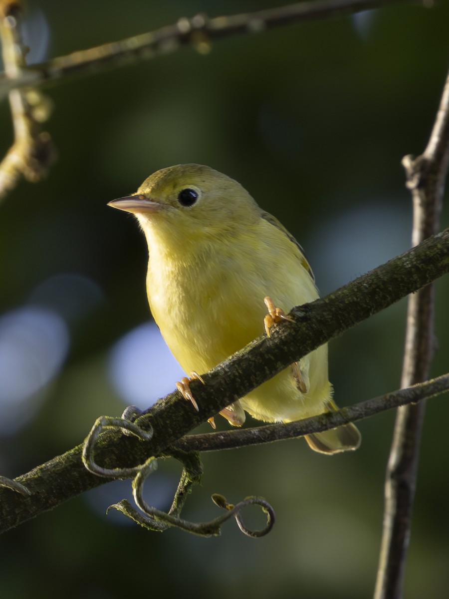 Mourning Warbler - ML646713584