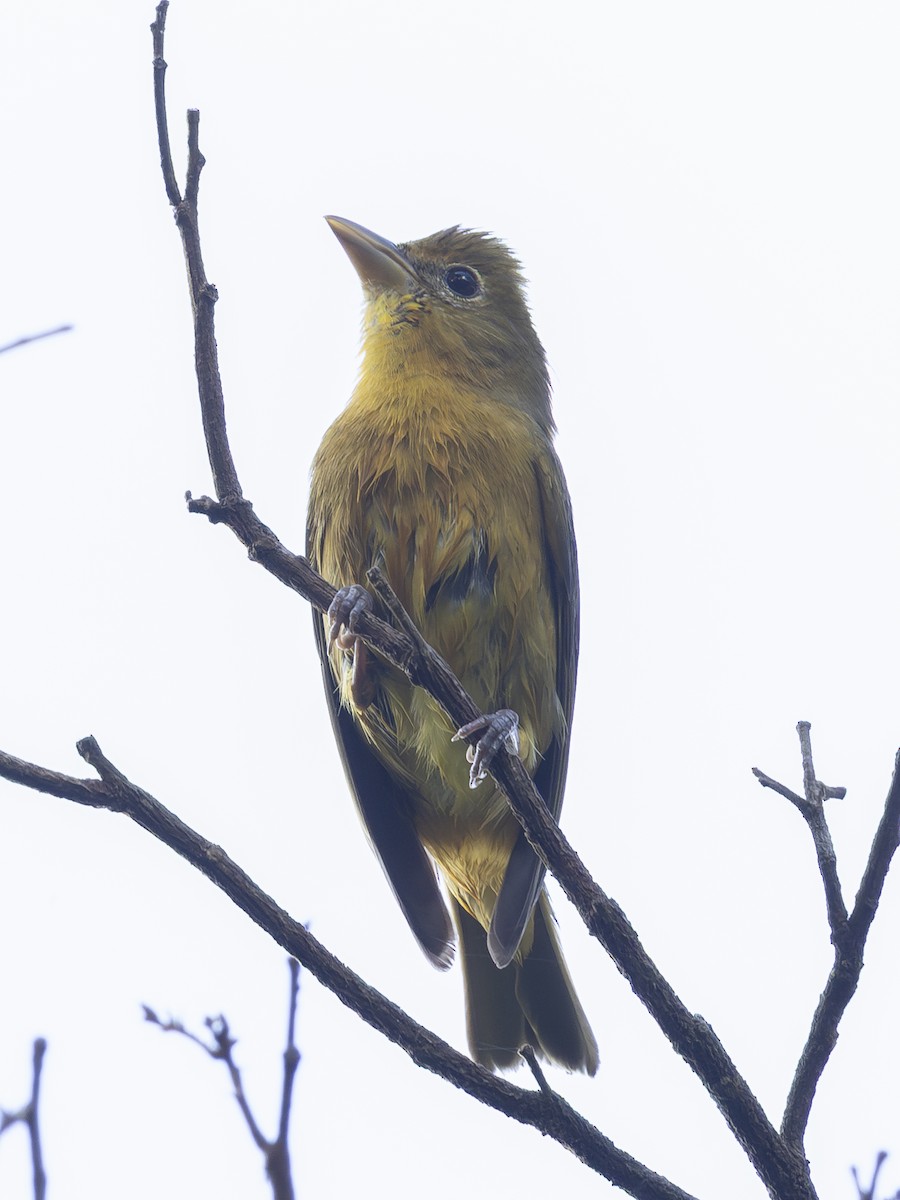 Summer Tanager - ML646713589