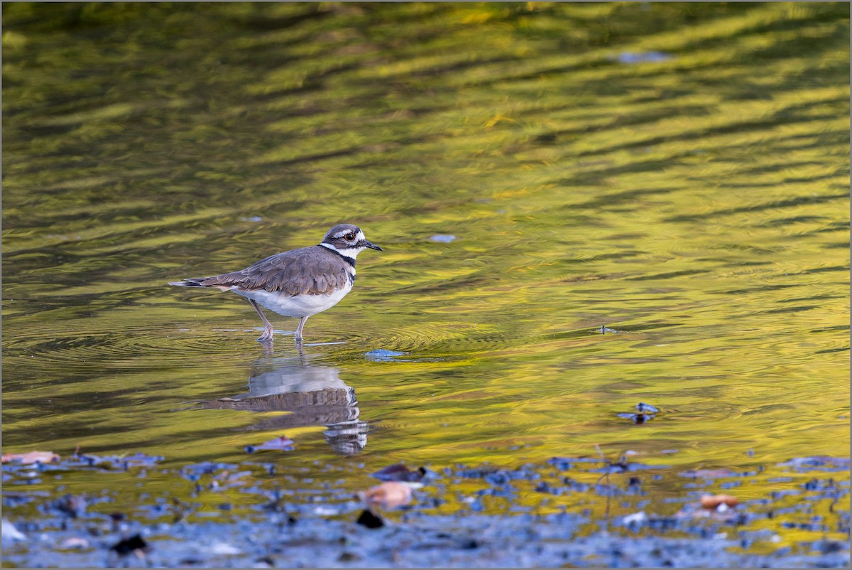 Killdeer - ML646713590