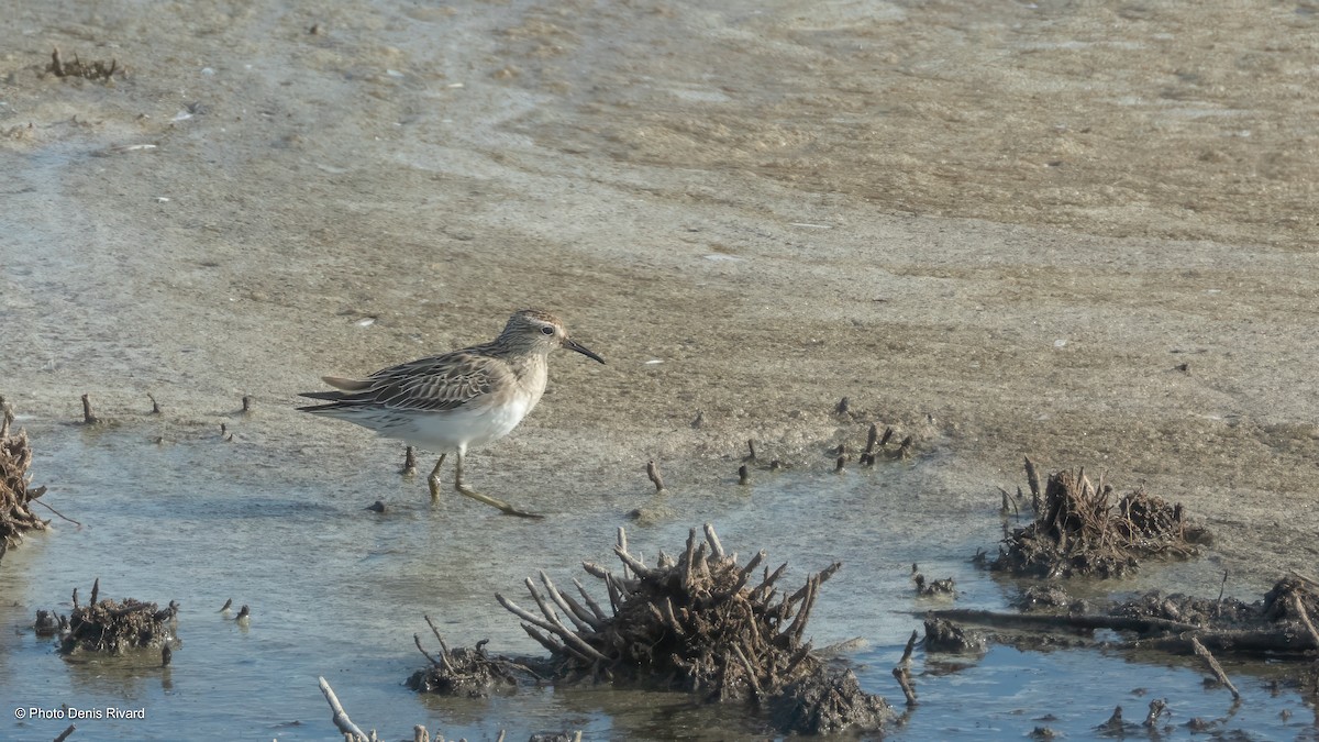 Sharp-tailed Sandpiper - ML646713592