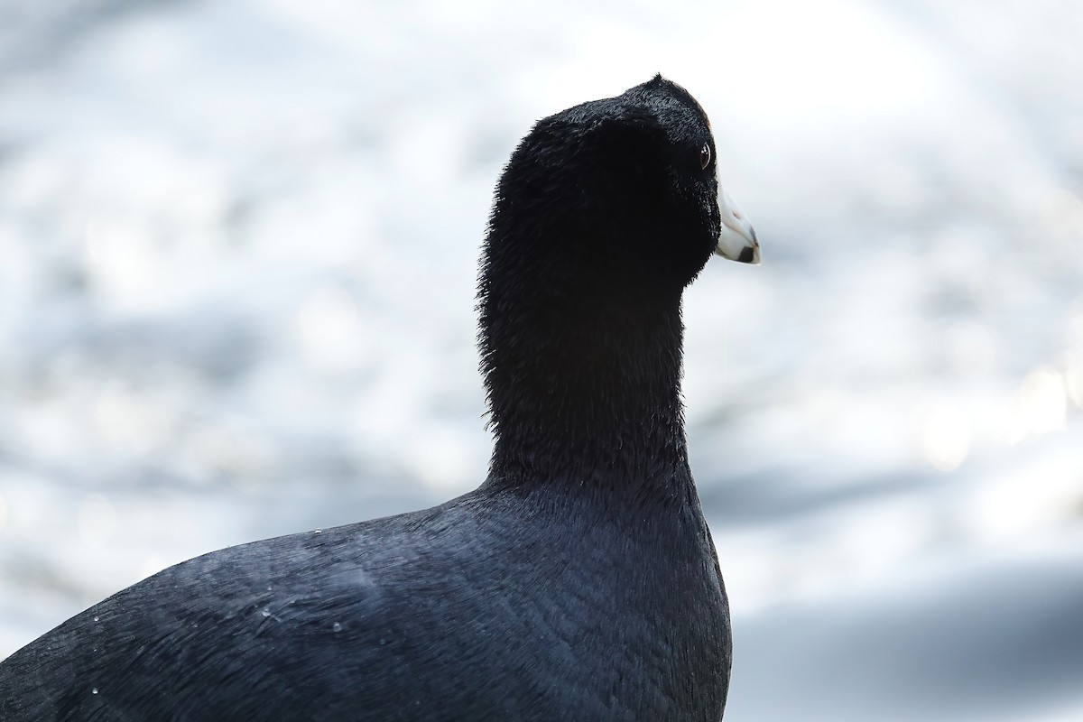 American Coot - ML646713594