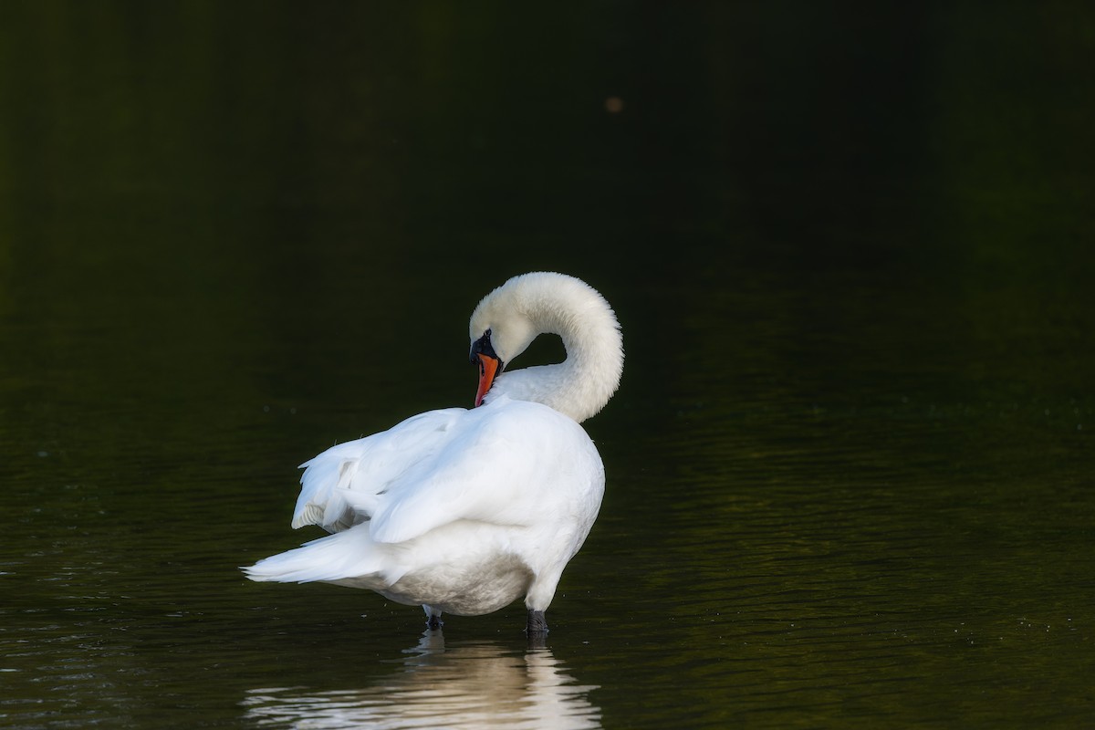 Mute Swan - ML646713595