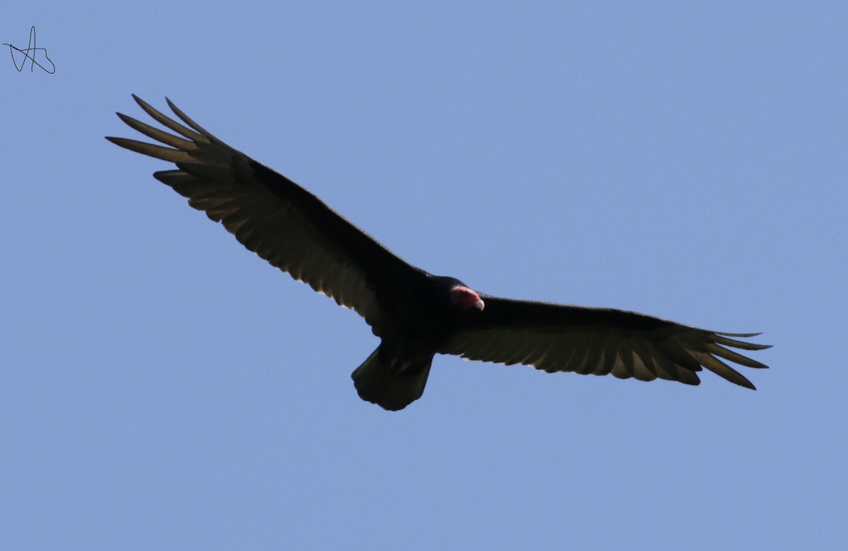 Turkey Vulture - ML646713596