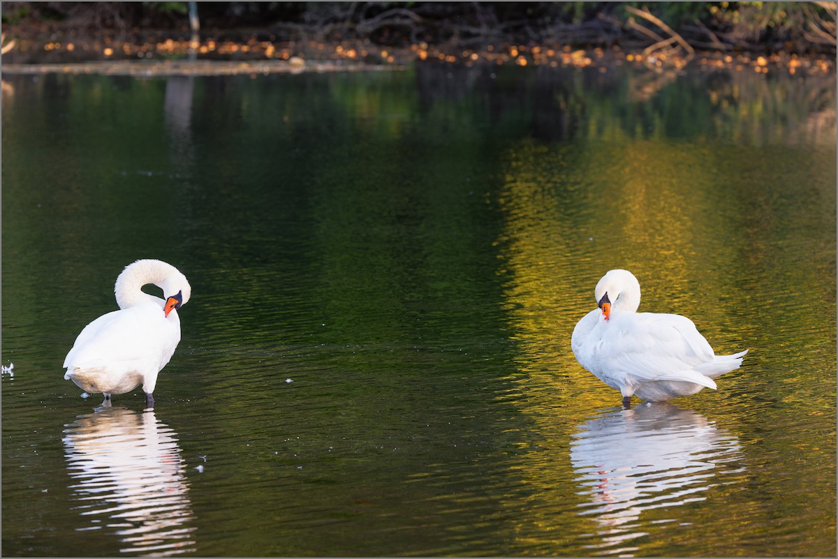 Mute Swan - ML646713601