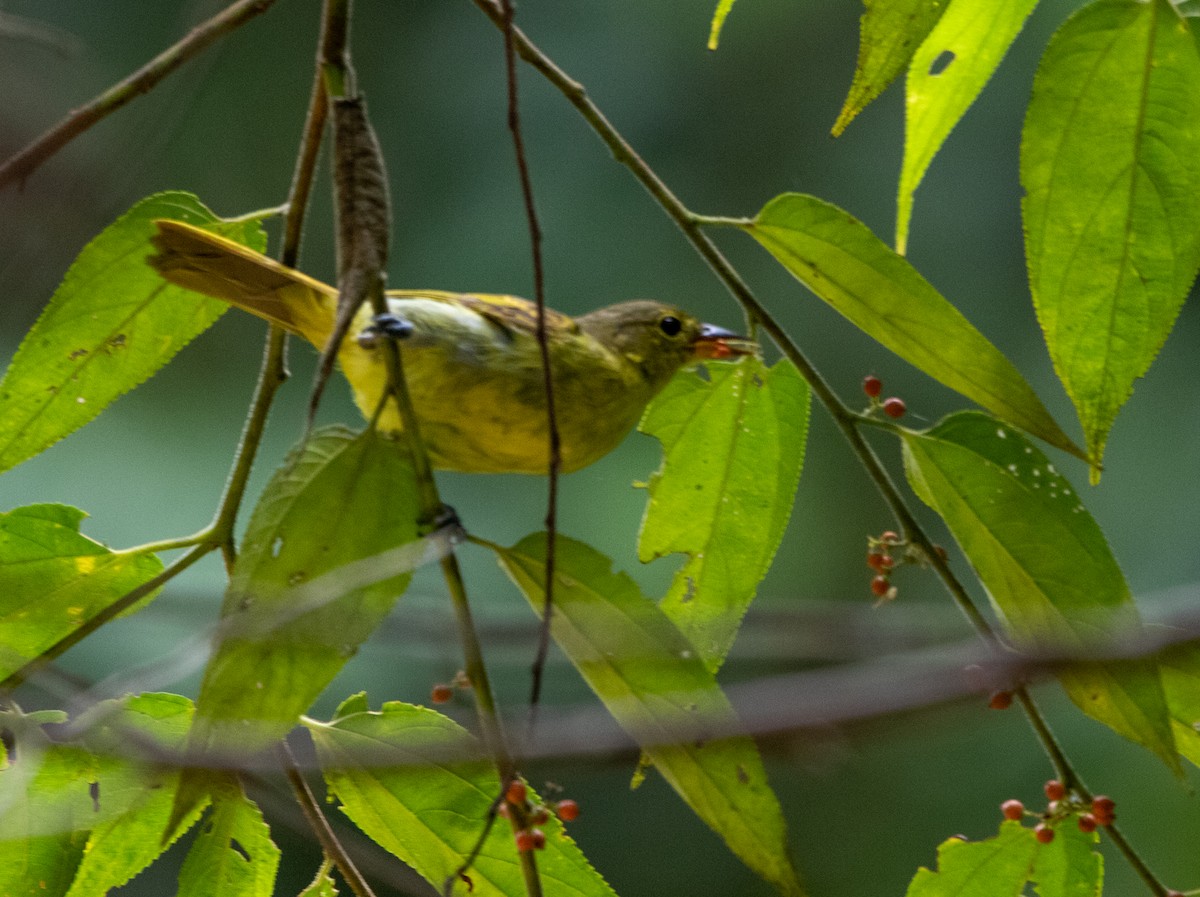 Yellow-backed Tanager - ML646713603