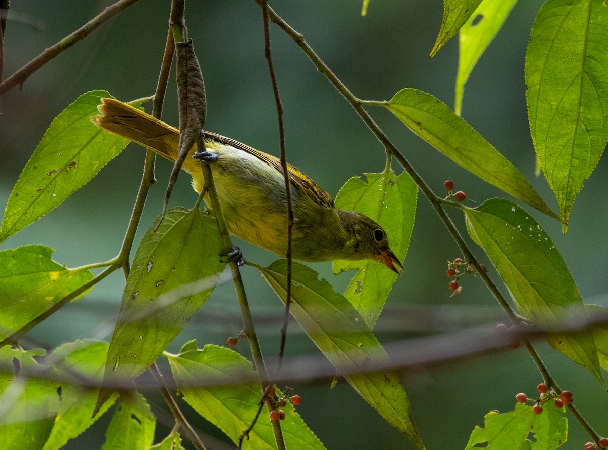 Yellow-backed Tanager - ML646713604