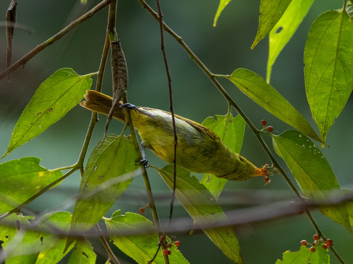 Yellow-backed Tanager - ML646713605