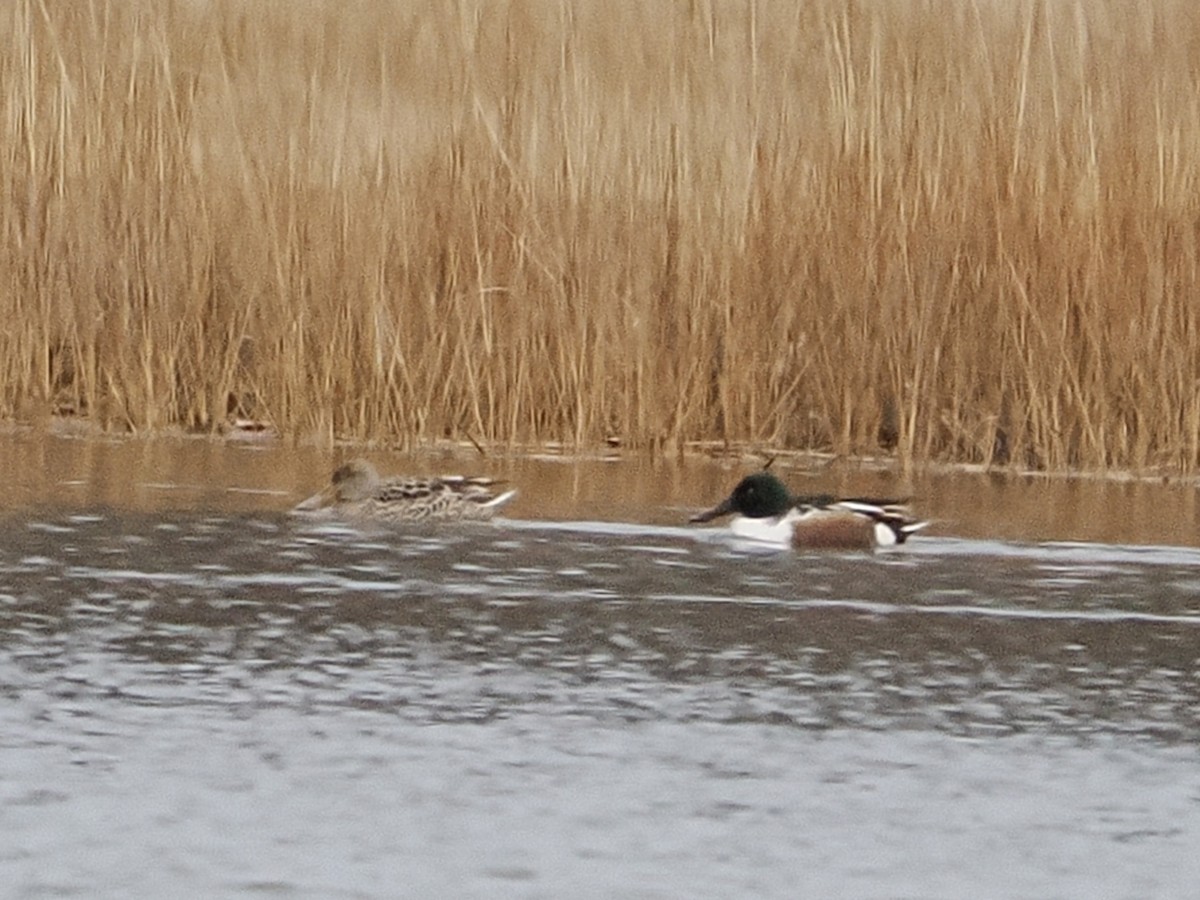 Kaşıkgaga - ML646713608