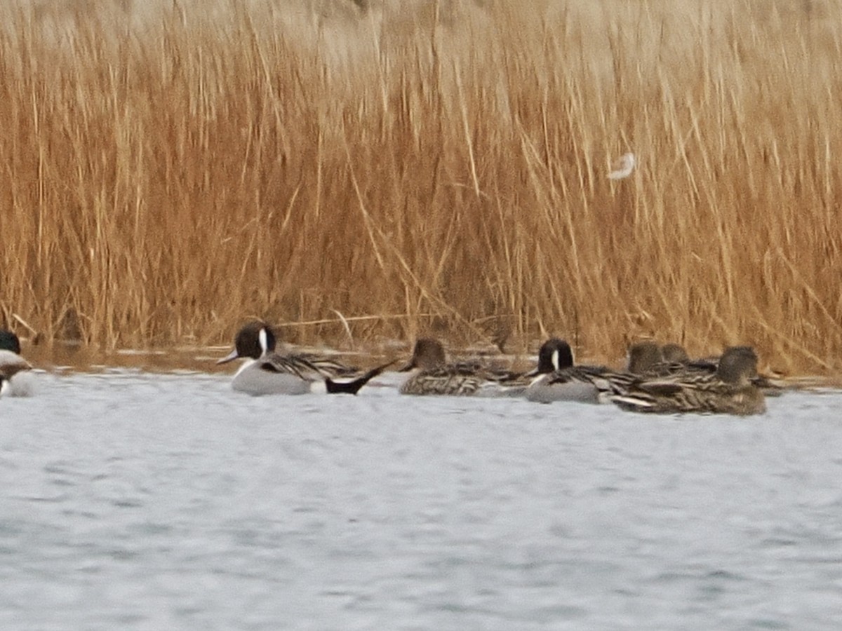 Kılkuyruk - ML646713613