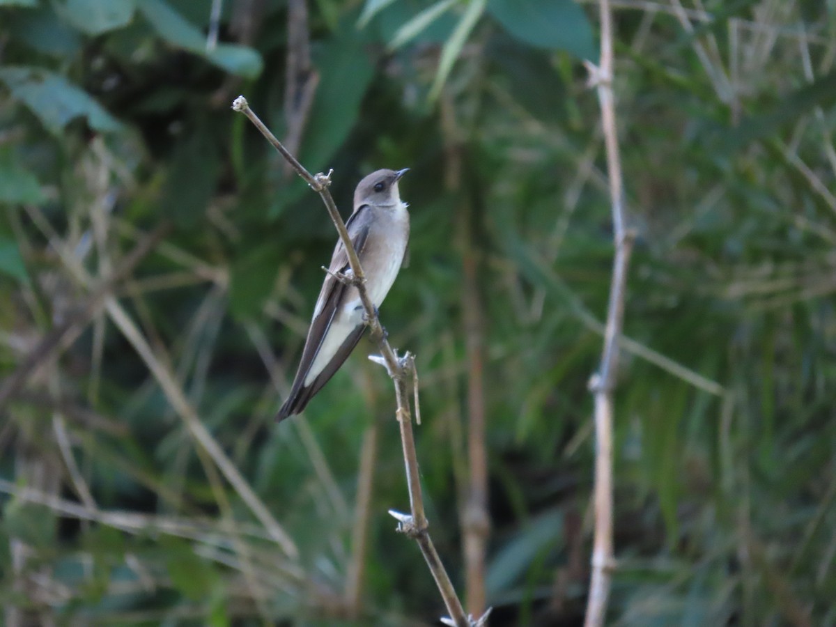 Northern Rough-winged Swallow - ML646713614