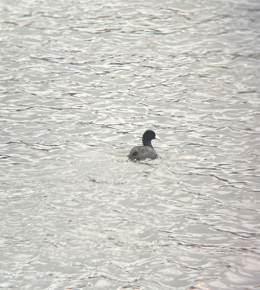 アメリカオオバン - ML646713618