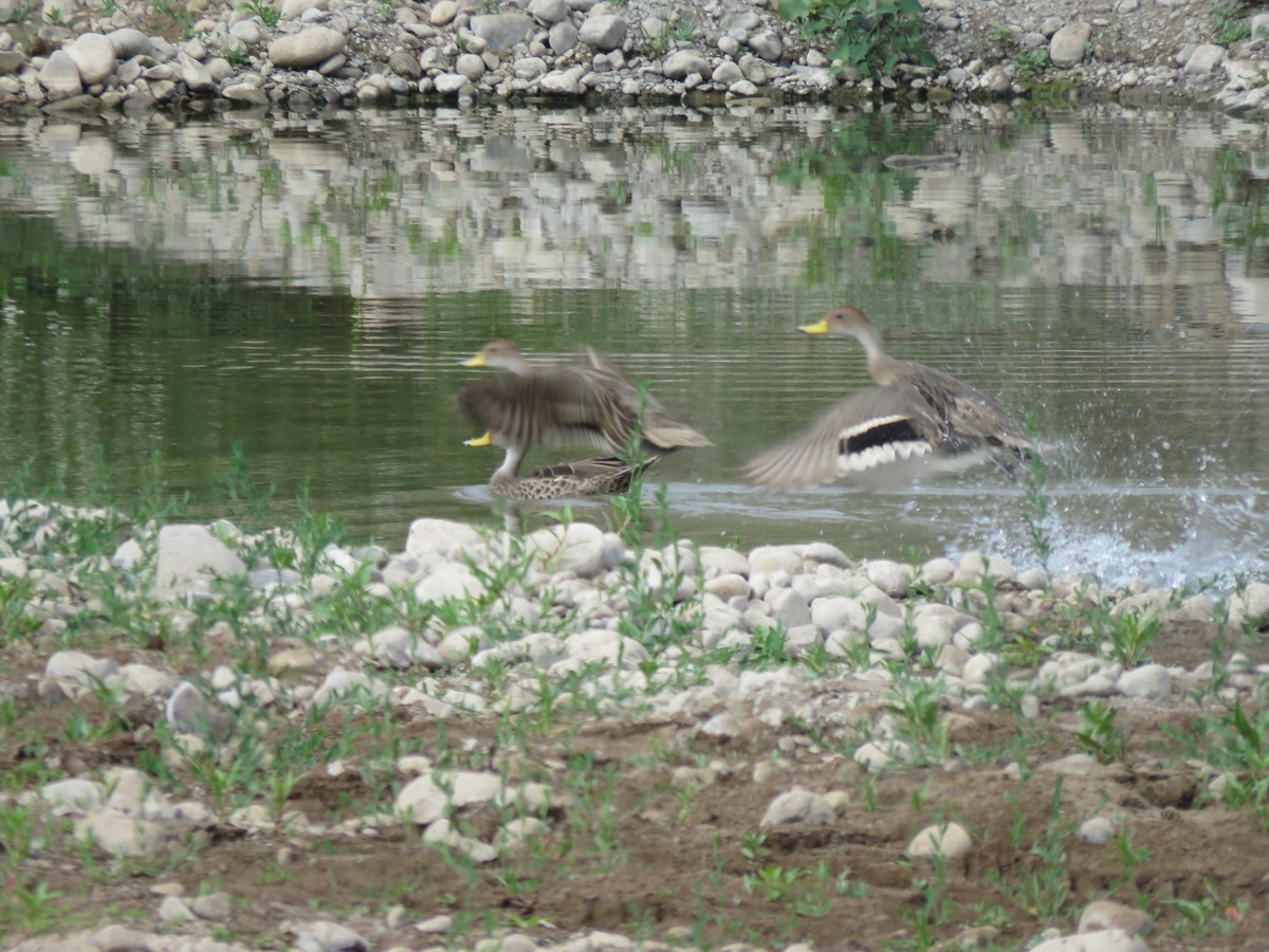 ostralka žlutozobá - ML646713621