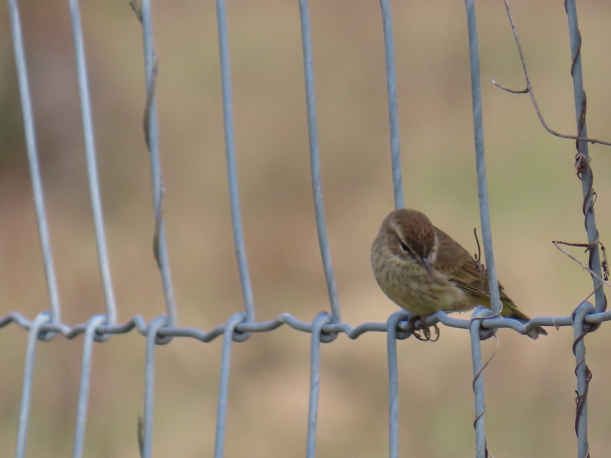 Palm Warbler - ML646713626