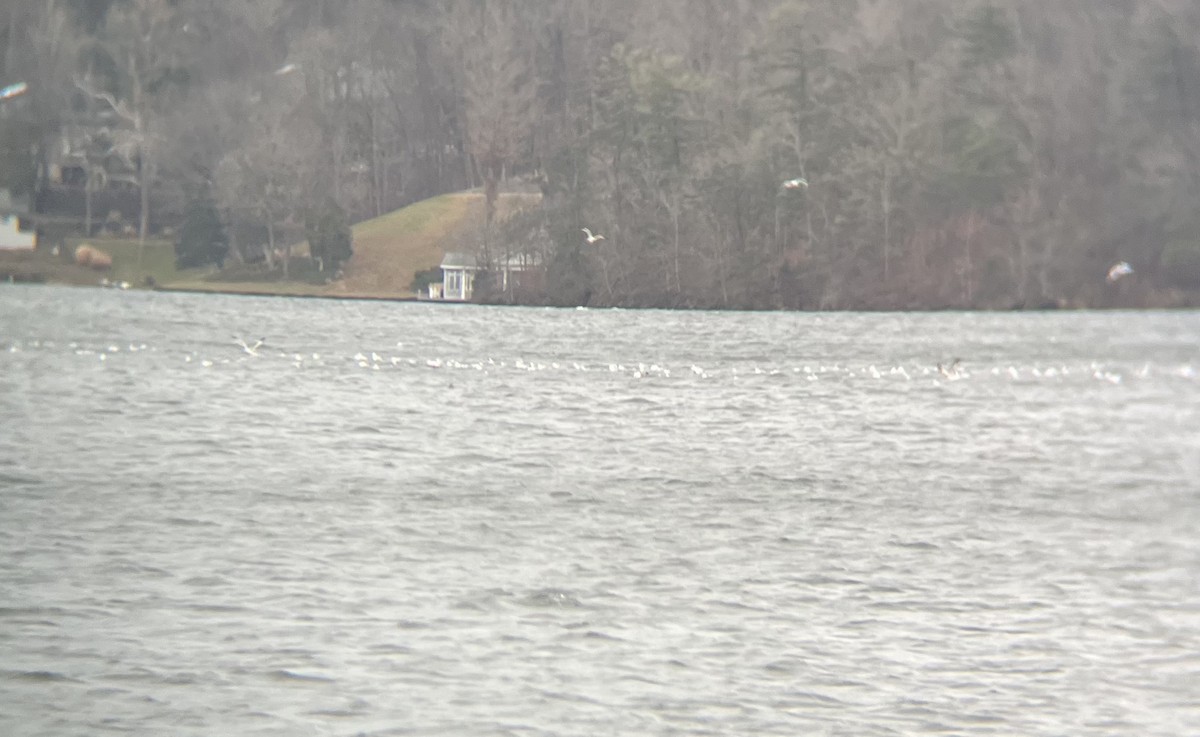 クロワカモメ - ML646713627