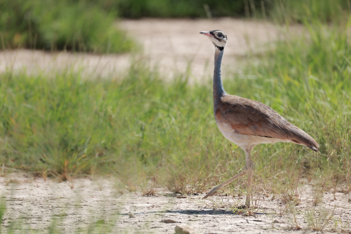 White-bellied Bustard - ML646713629