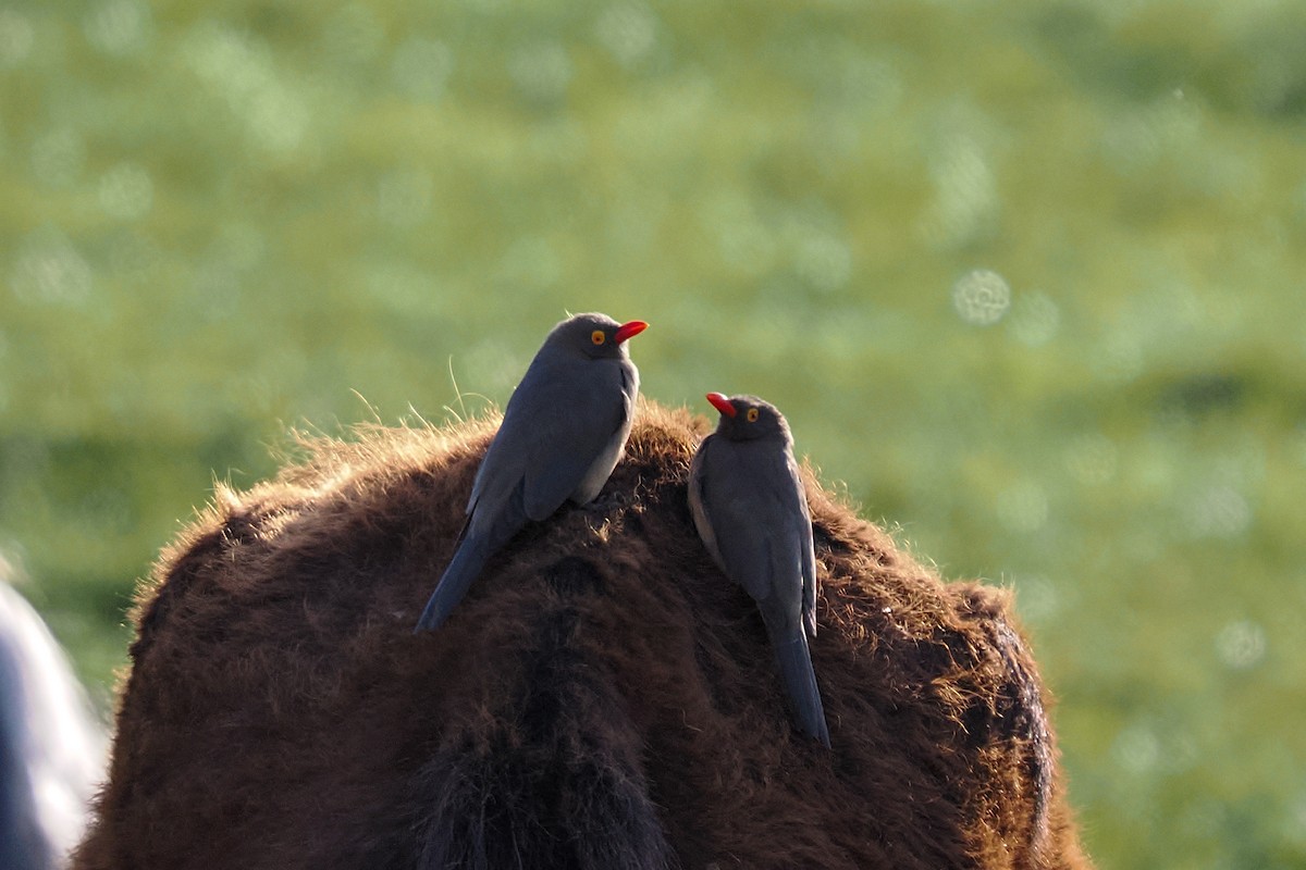 Red-billed Oxpecker - ML646713633