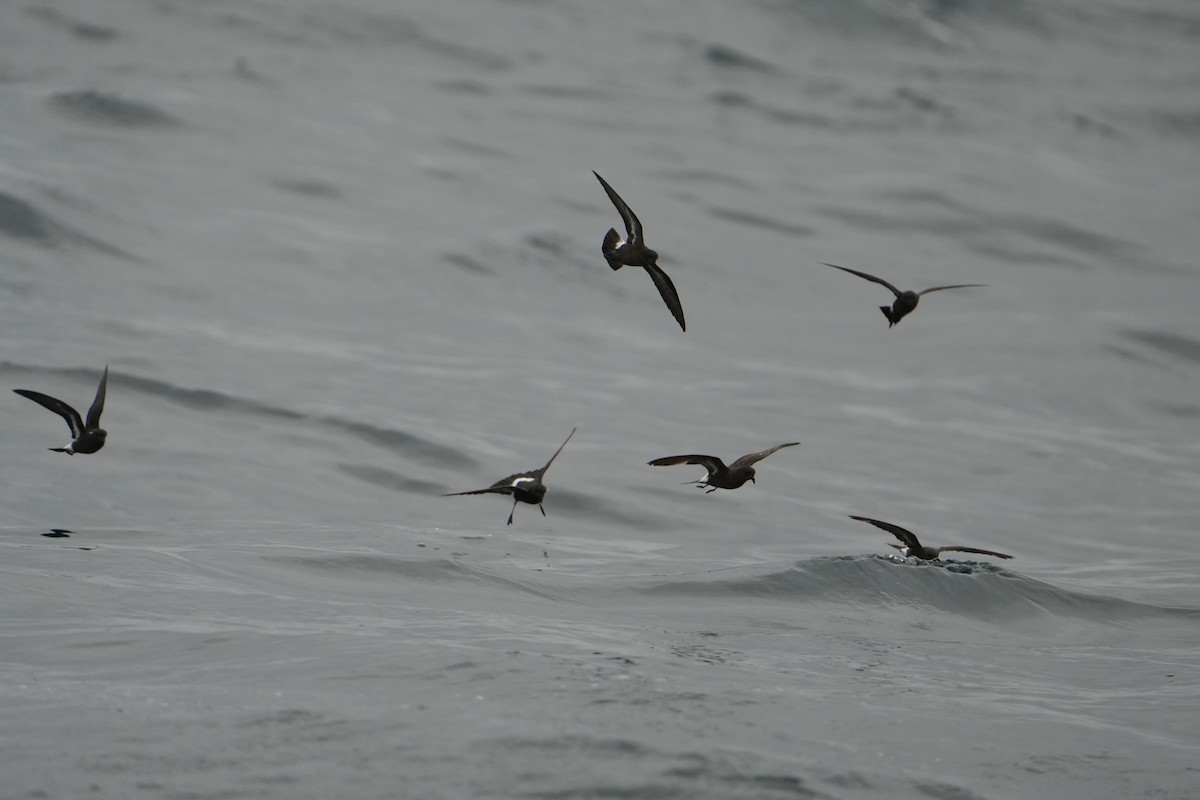 ヒメウミツバメ - ML646713634