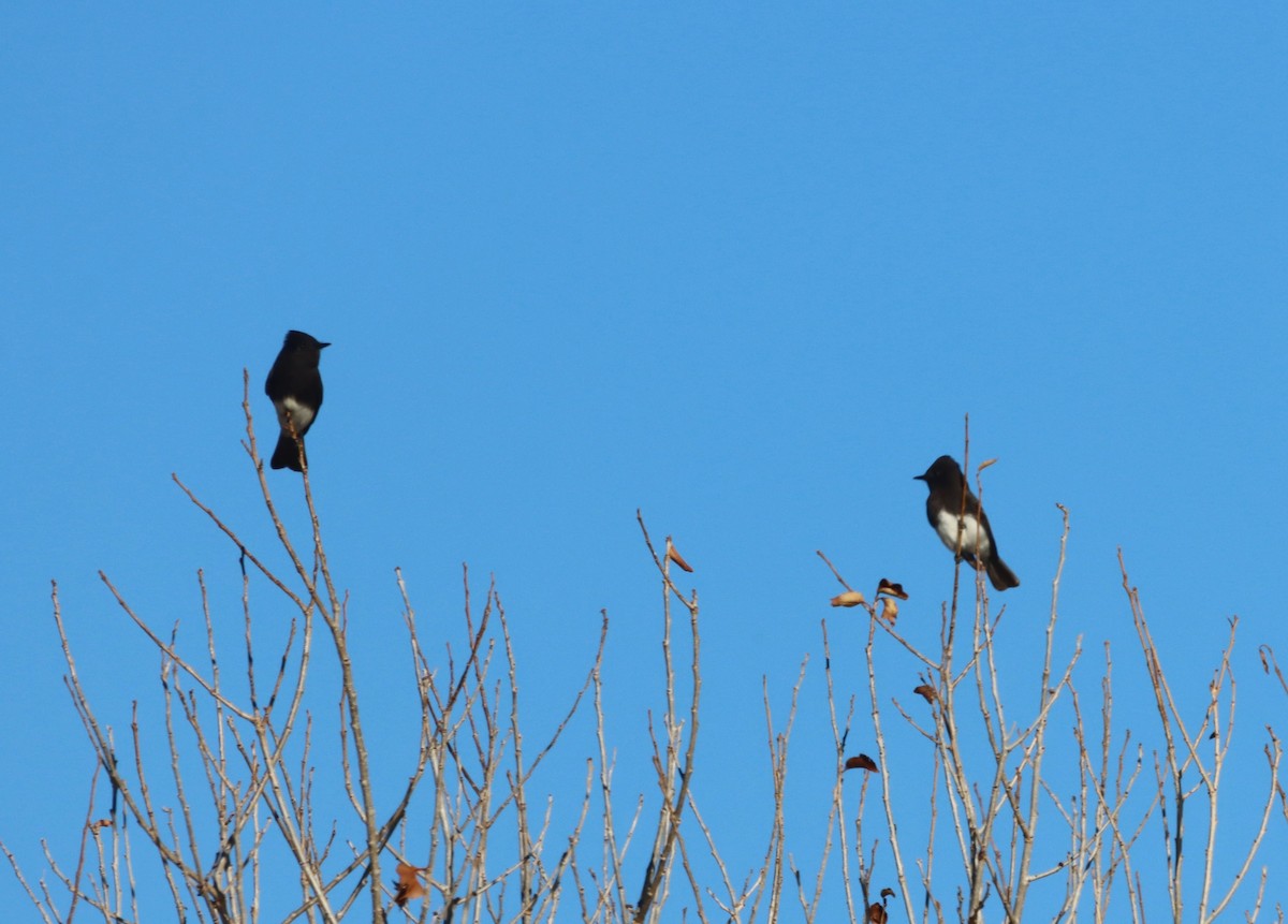Black Phoebe - ML646713635
