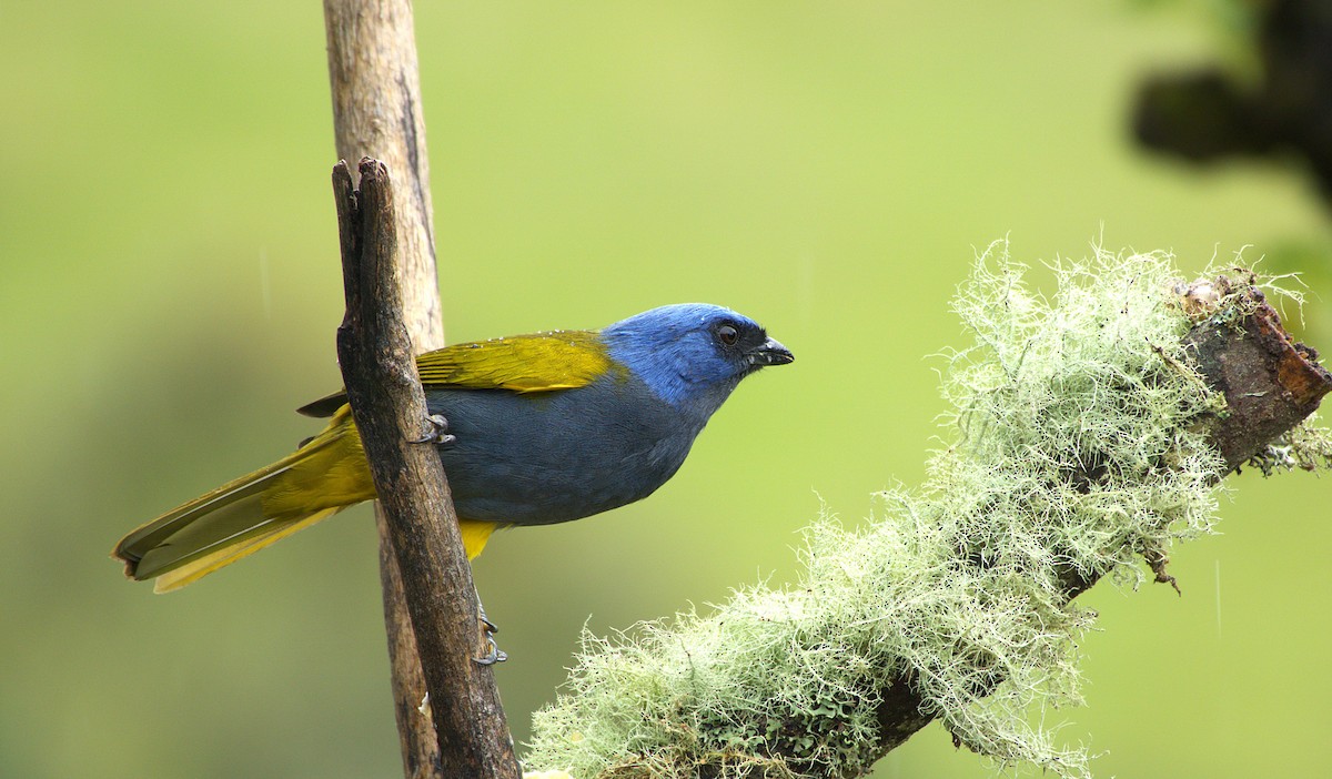 Blue-capped Tanager - ML646713637