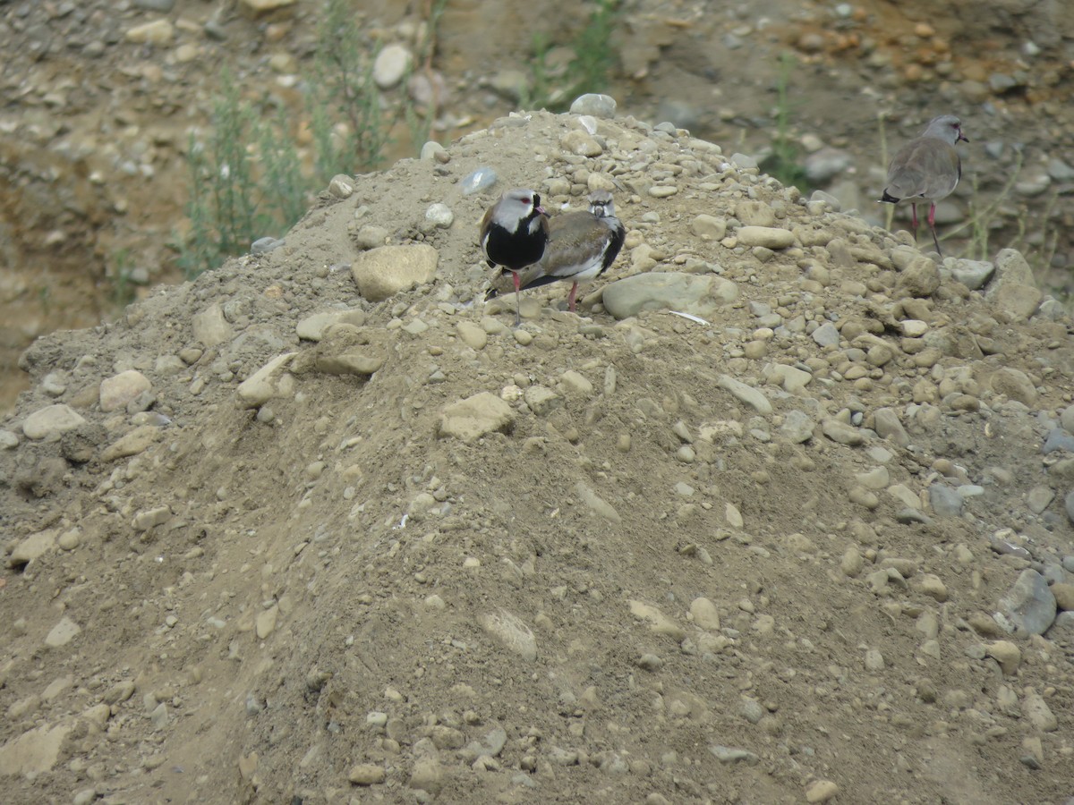 čejka jihoamerická - ML646713639