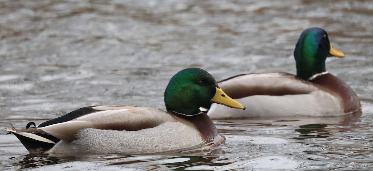 Basahatea - ML646713640