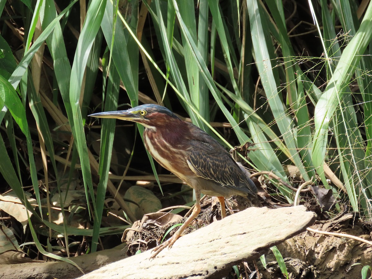 Green Heron - ML646713644
