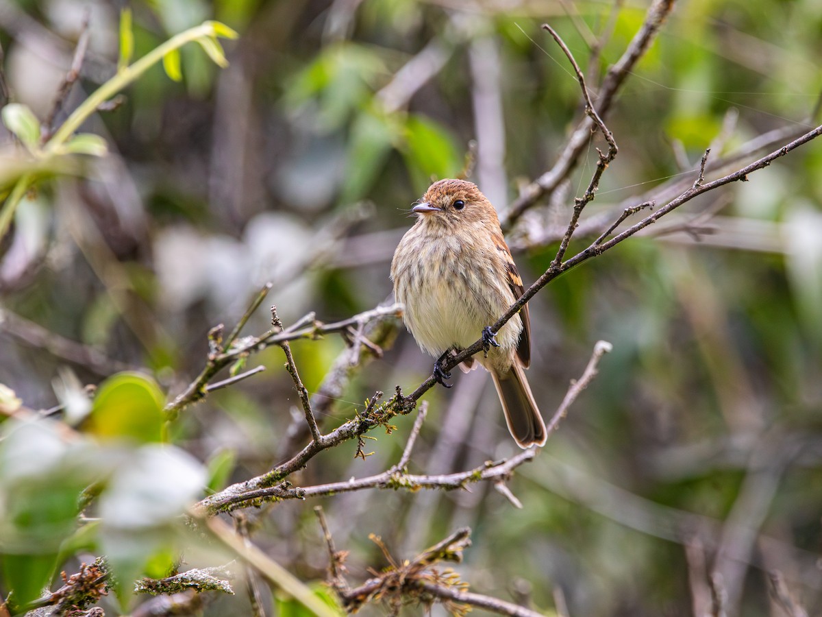 Bran-colored Flycatcher - ML646713645