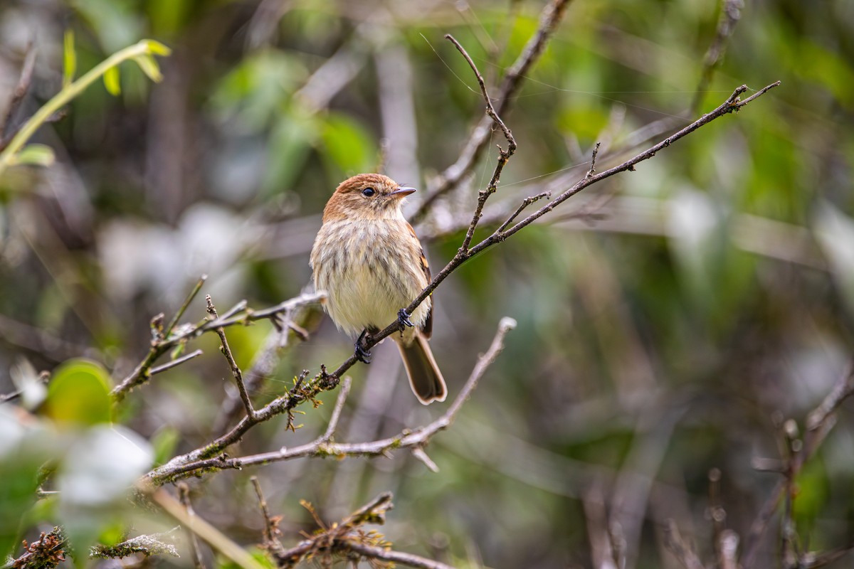 Bran-colored Flycatcher - ML646713646