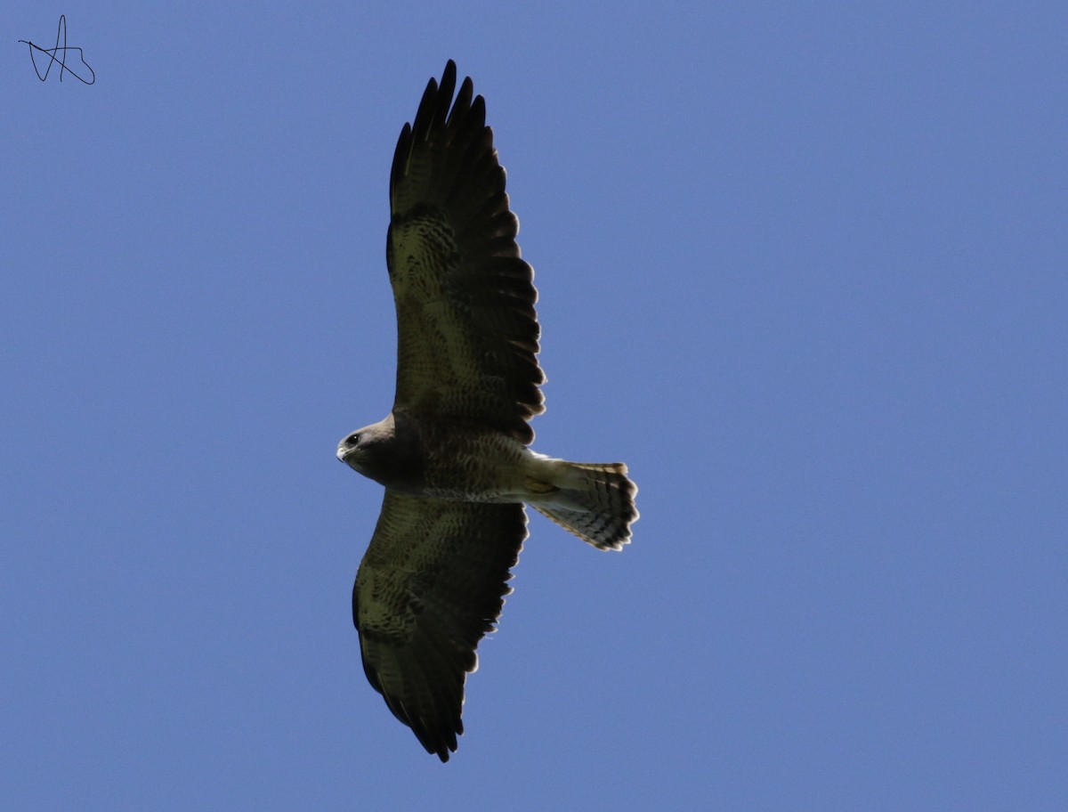 Свенсонов канюк - ML646713649