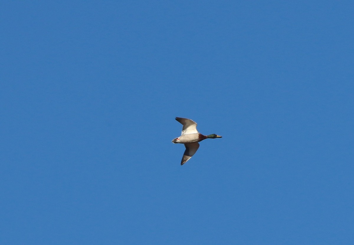 kachna divoká - ML646713650