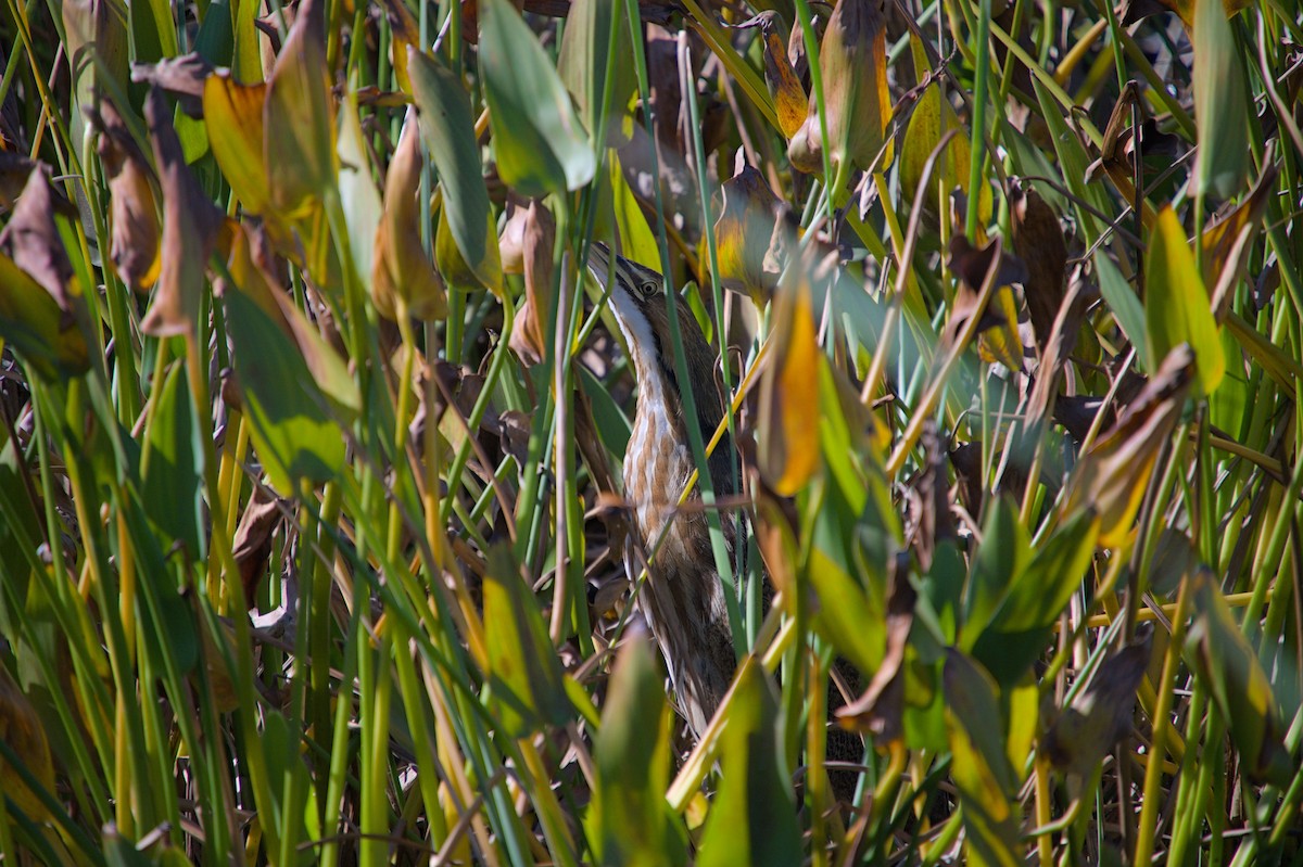 Американская выпь - ML646713654