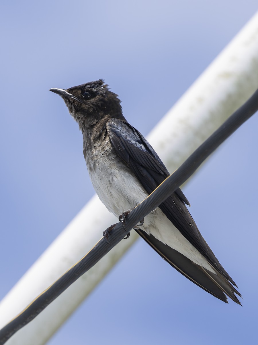 Gray-breasted Martin - ML646713655