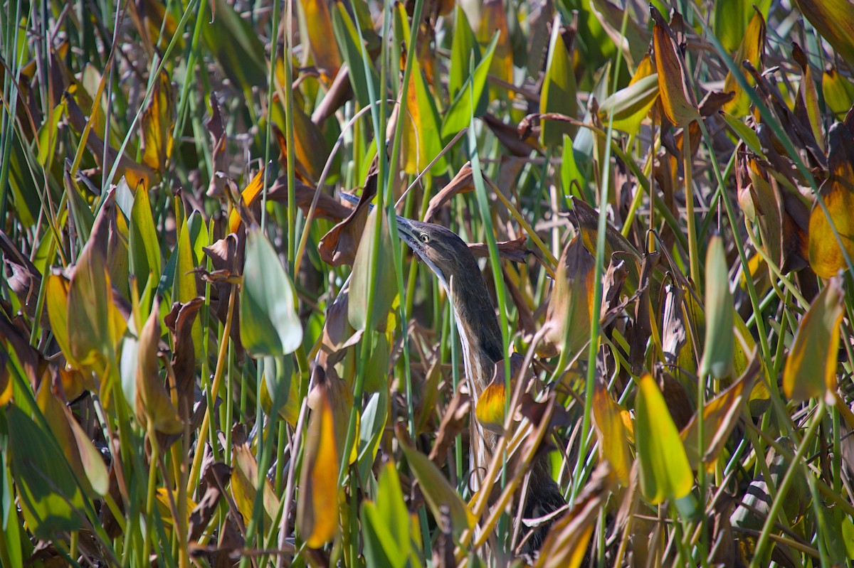 Американская выпь - ML646713658