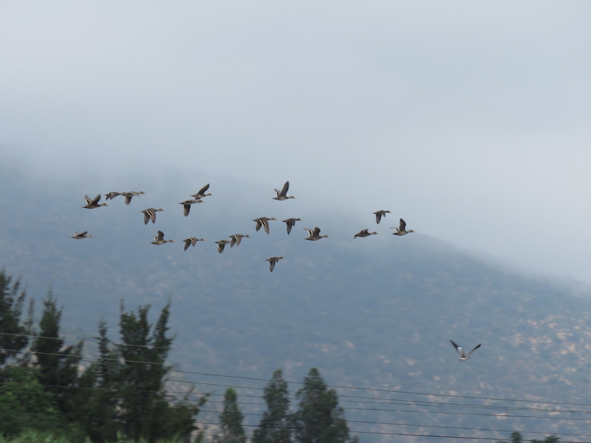 čírka kropenatá - ML646713660