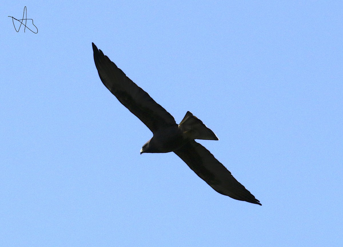 Свенсонов канюк - ML646713661