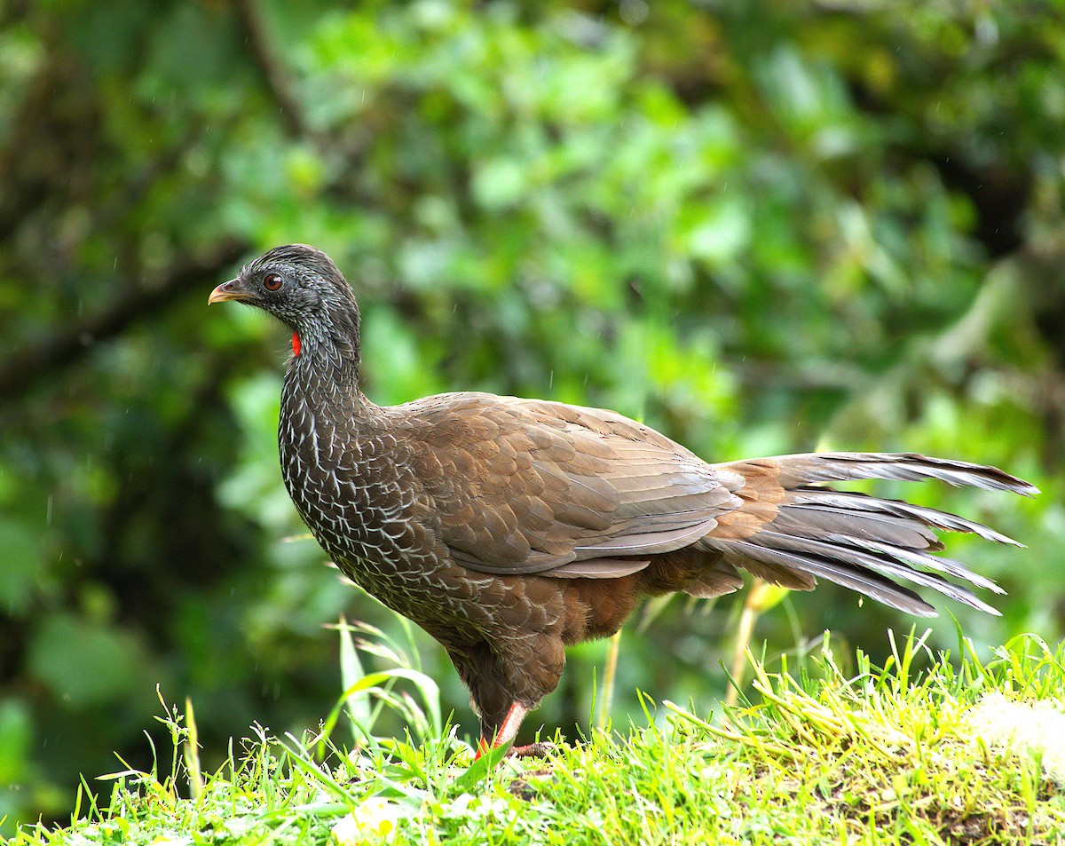 Andean Guan - ML646713663