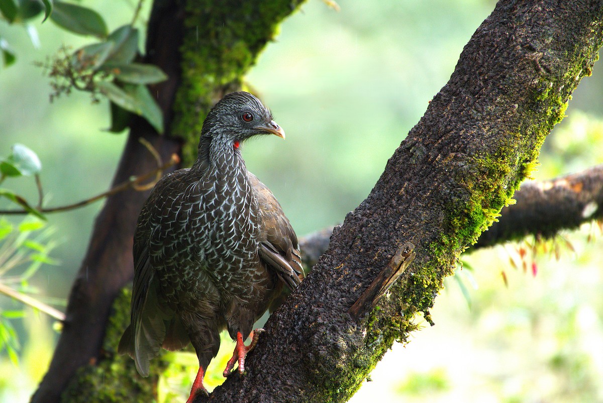 Andean Guan - ML646713664
