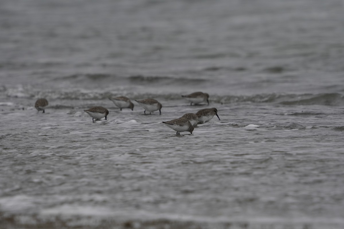 Alpenstrandläufer - ML646713666