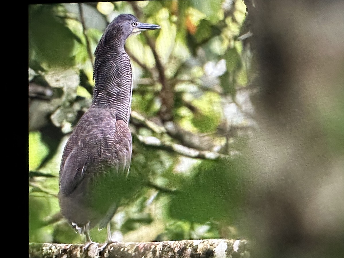 bukač proužkovaný - ML646713667