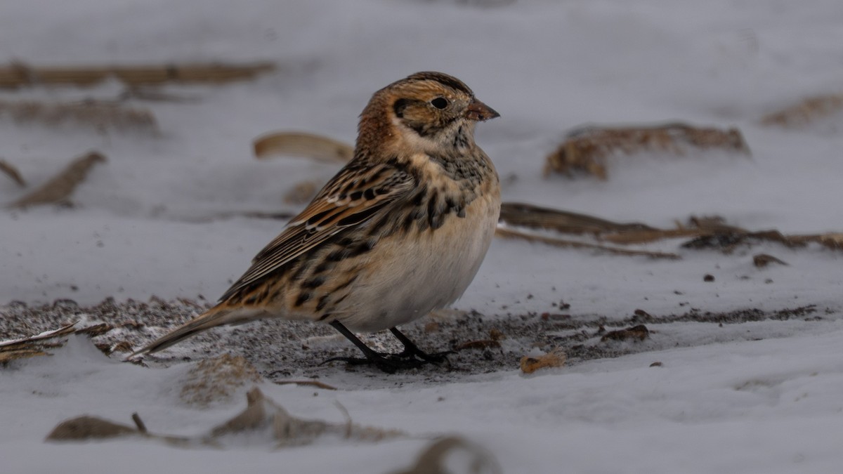 Lapland Longspur - ML646713671