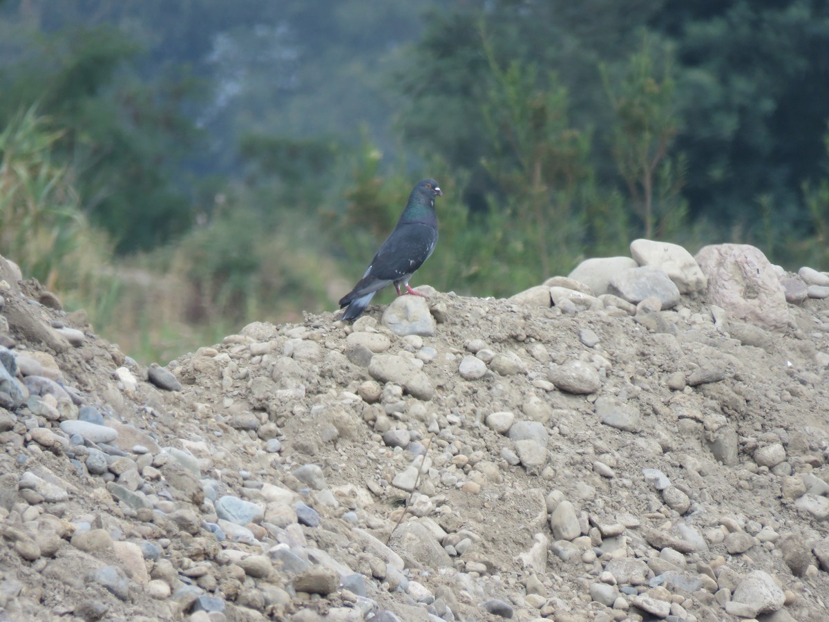 holub skalní (domácí) - ML646713674