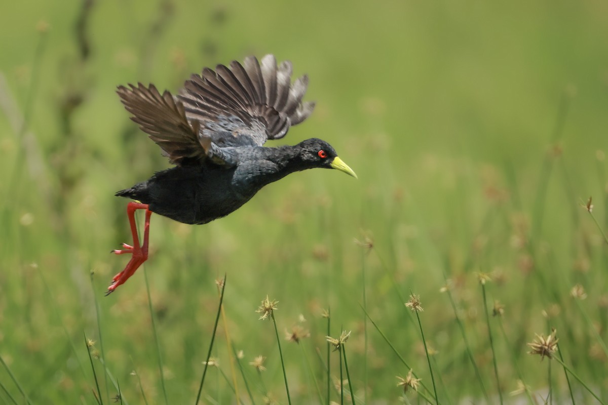 Black Crake - ML646713675