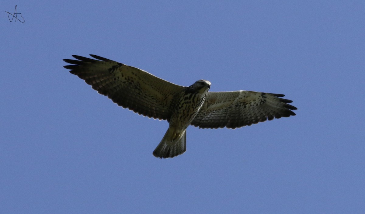 Свенсонов канюк - ML646713677