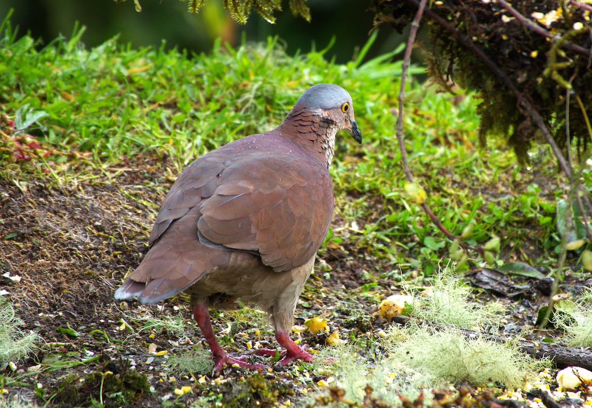 White-throated Quail-Dove - ML646713678