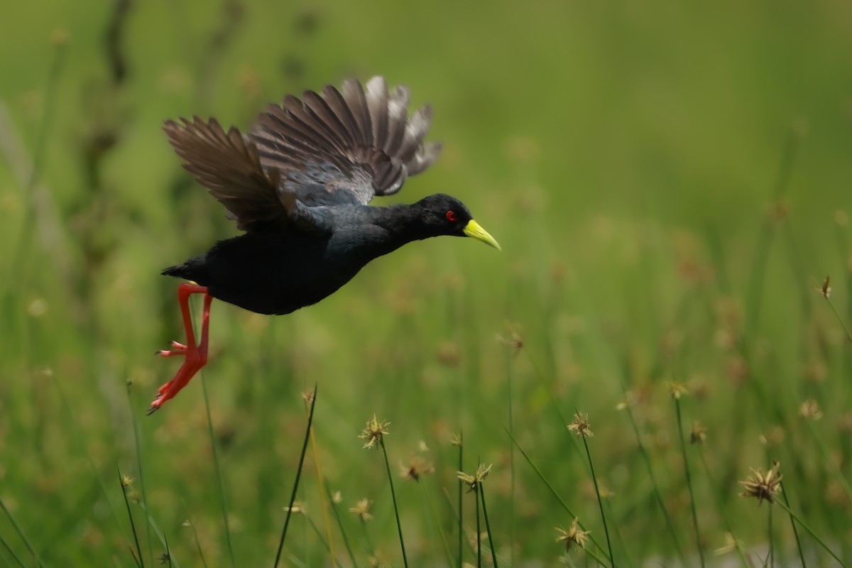 Black Crake - ML646713682