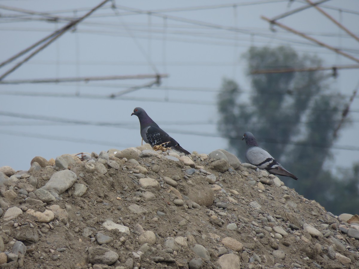 holub skalní (domácí) - ML646713686